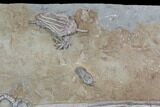 Spectacular, Crinoid Plate ( species) - Crawfordsville #92525-2